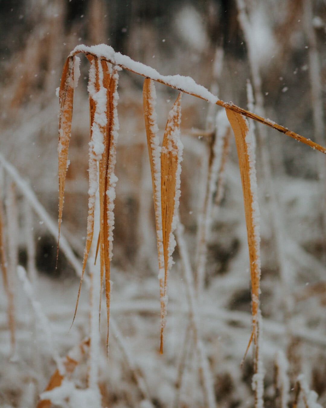 sníh, sněhové vločky, chlad, teplota, zimní, rákosová tráva, rákos, list, zblízka, suché