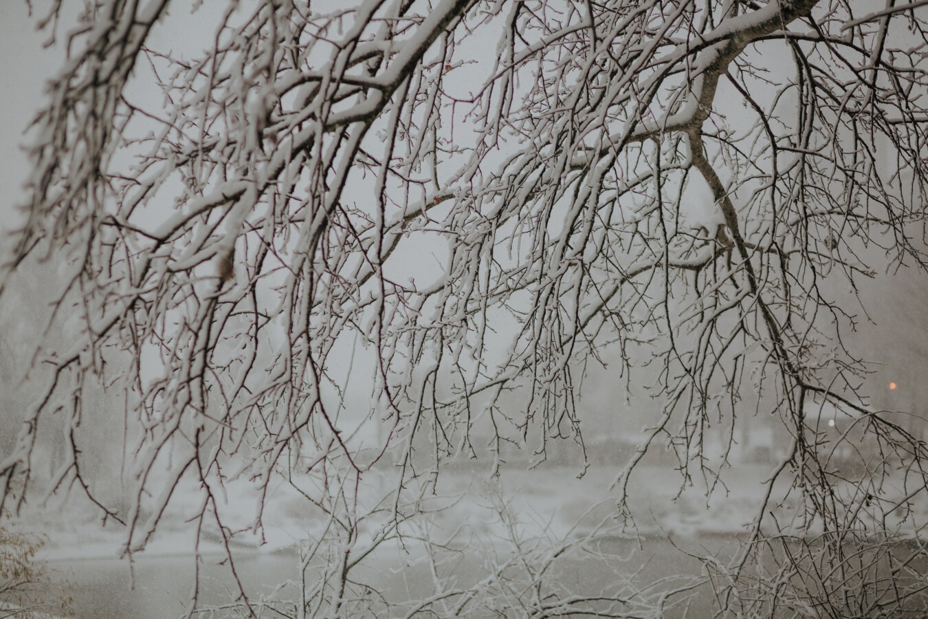 branches, neigeux, brindille, neige, froide, Hiver, gel, arbre, branche, météo