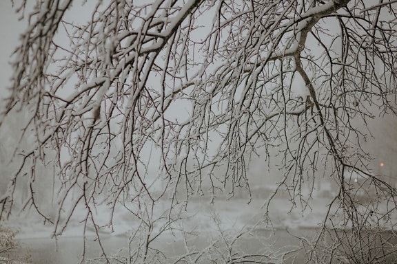 pobočky, zasněžené, větvička, sníh, chlad, zimní, mráz, strom, větev, počasí