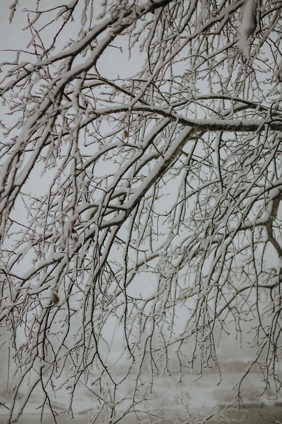 grane, studen, stabla, zamrznuto, hladno, snježne pahuljice, zima, mraz, klima, grana