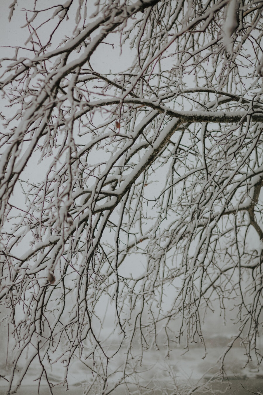 branches, frosty, trees, frozen, cold, snowflakes, winter, frost, climate, branch
