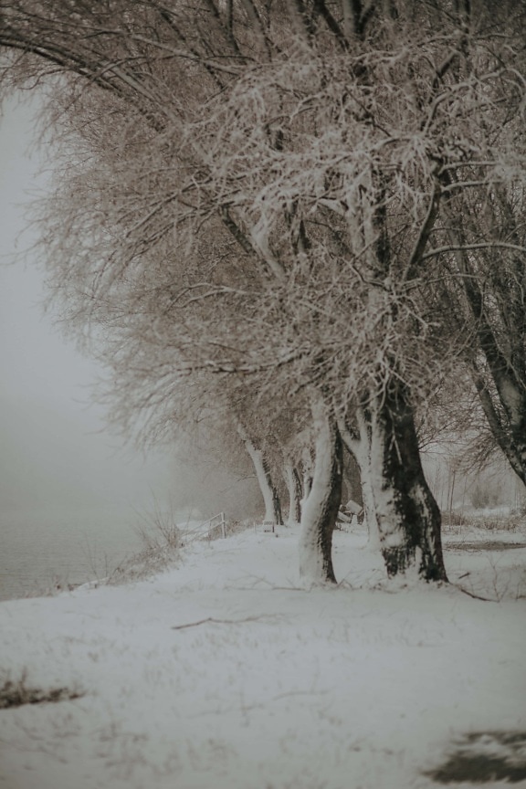 forest, branches, trees, snowstorm, bad weather, landscape, tree, winter, cold, snow