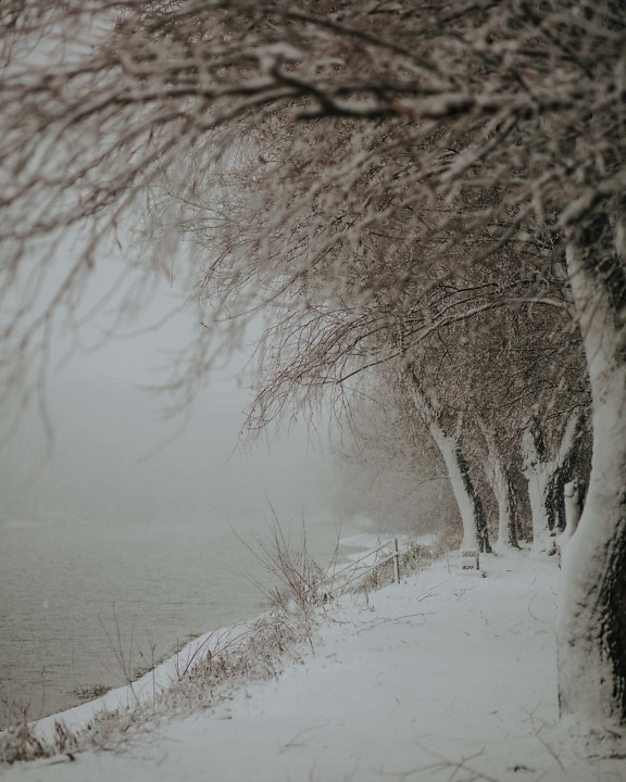 snefnug, sneklædte, snestorm, majestætisk, landskab, fredsommelig, vinter, tåge, træer, træ