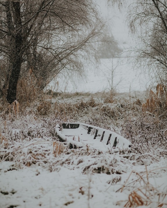 boat, abandoned, snowy, grass plants, cold water, forest, winter, tree, cold, weather