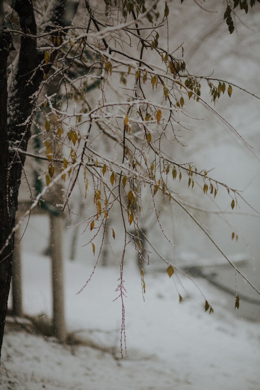 branchlet, snow, frost, branches, twig, frozen, nature, forest, wood, branch