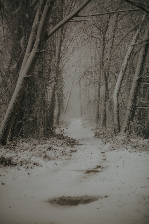 forest trail, snowy, forest path, winter, forest road, landscape, frost, snow, cold, fog