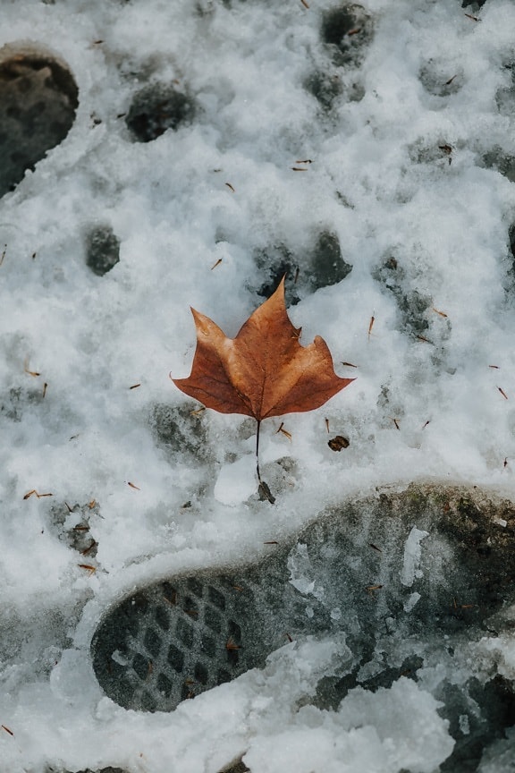 frozen, leaf, brown, dry, snow, frost, ground, crystal, solid, ice
