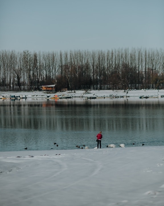 recreación, junto al lago, invierno, solo, persona, agua, pendiente, nieve, paisaje, frío