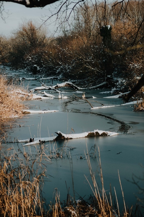 frozen, winter, swamp, cold water, channel, wilderness, ice, ice water, ice crystal, river