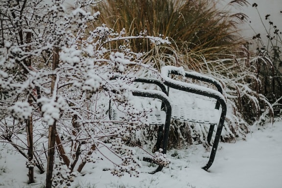 abandoned, chairs, snowy, snow, grass plants, season, wood, forest, winter, tree