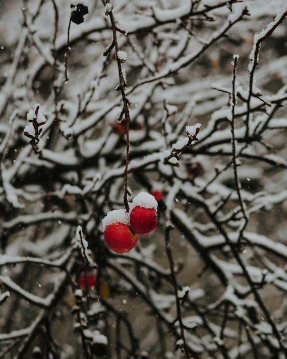 đỏ sẫm, quả mọng, hip, mùa đông, chi nhánh, đông lạnh, tuyết rơi, sương mù, lá, thiên nhiên