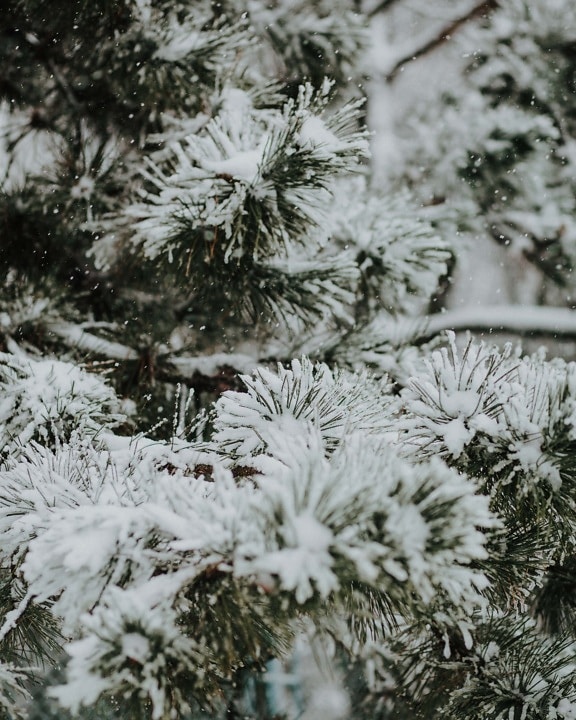 branches, evergreen, snow, conifers, snowy, snowflakes, frozen, branchlet, frosty, winter