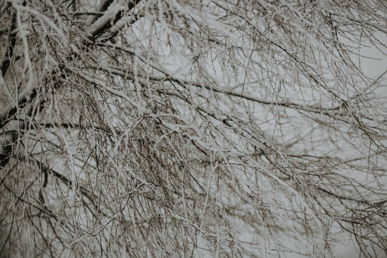 snowy, branches, branchlet, tree, frosty, cold, winter, climate, temperature, frost