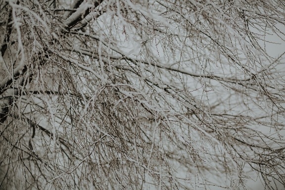 снежна, клонове, клонка, дърво, мразовит, студено, зимни, климат, температура, скреж