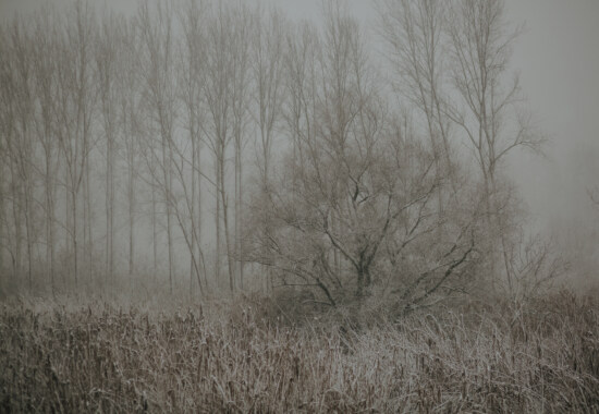 мъгливо, блатиста местност, зимни, замразени, тръстикова трева, сутрин, мъгла, скреж, сняг, бреза