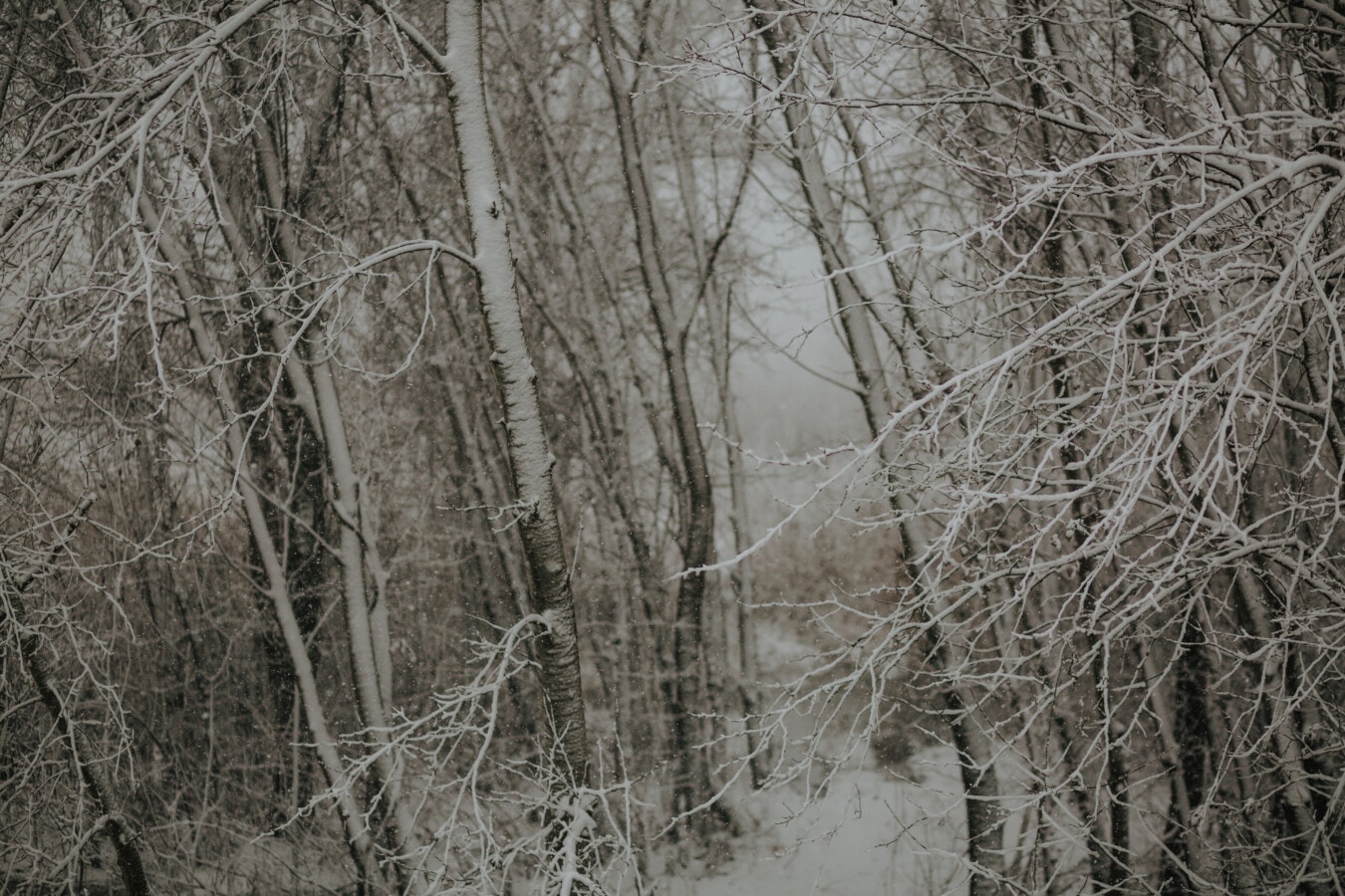 forest, snowy, branches, frosty, cold, temperature, trees, snow, wood, tree