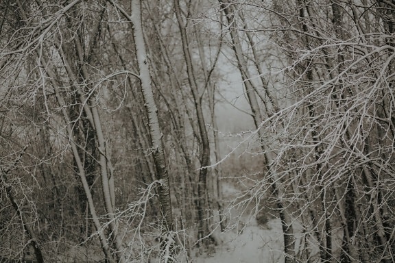 bos, besneeuwde, takken, ijzig, koude, temperatuur, bomen, sneeuw, hout, boom