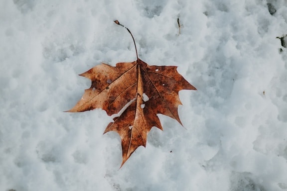leaf, frozen, light brown, snow, frosty, ice, ice crystal, winter, autumn, maple