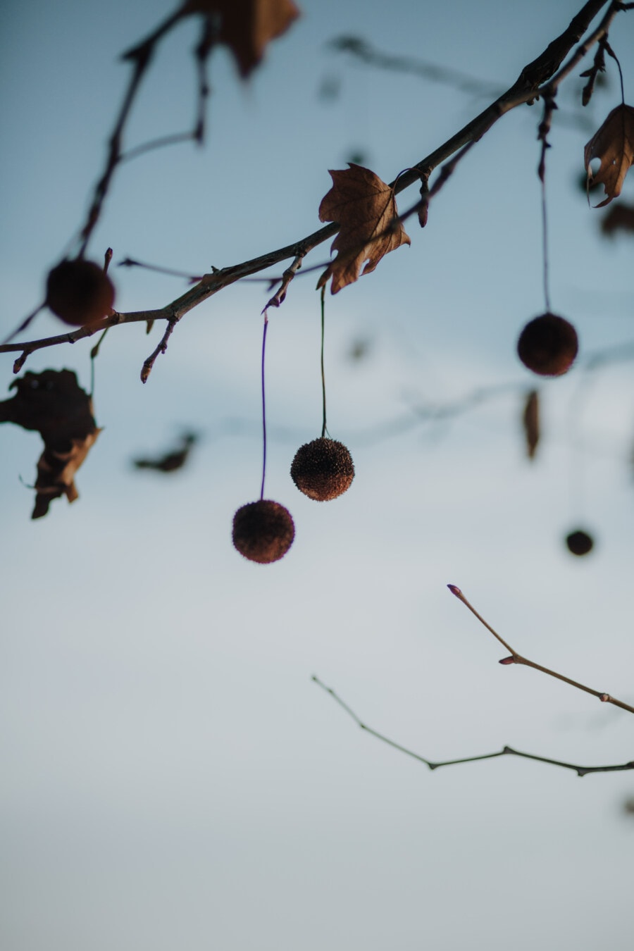seed, hanging, autumn season, branchlet, leaf, dry season, tree, nature, branch, outdoors