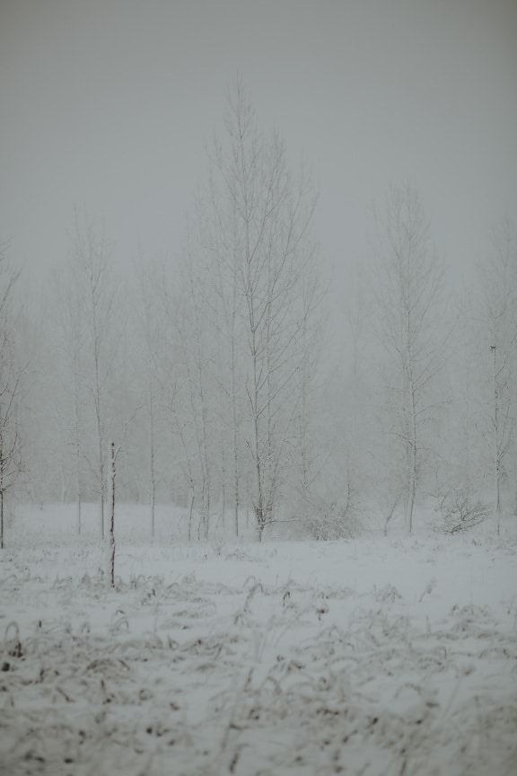 śnieżny, burza śnieżna, mgła, zimno, zła pogoda, temperatury, zimowe, mrożone, mróz, drzewo