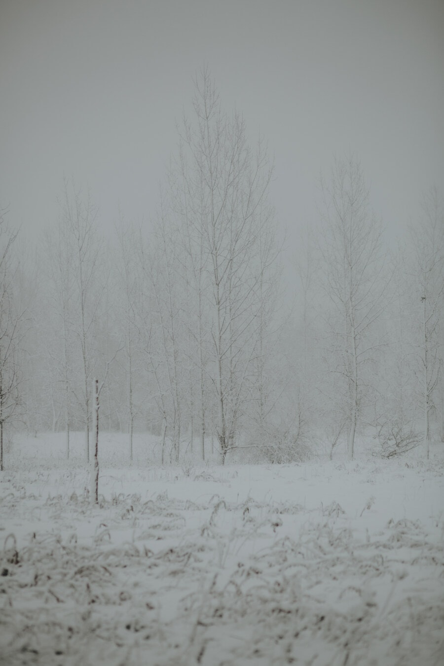 snowy, snowstorm, fog, cold, bad weather, temperature, winter, frozen, frost, tree