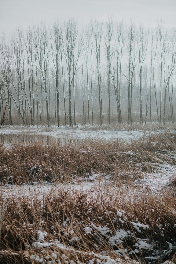 winter, swamp, reed grass, frosty, reeds, marshlands, tree, snow, wetland, nature