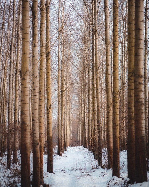 trees, forest, snowy, sunny, nature, snow, landscape, winter, birch, wood