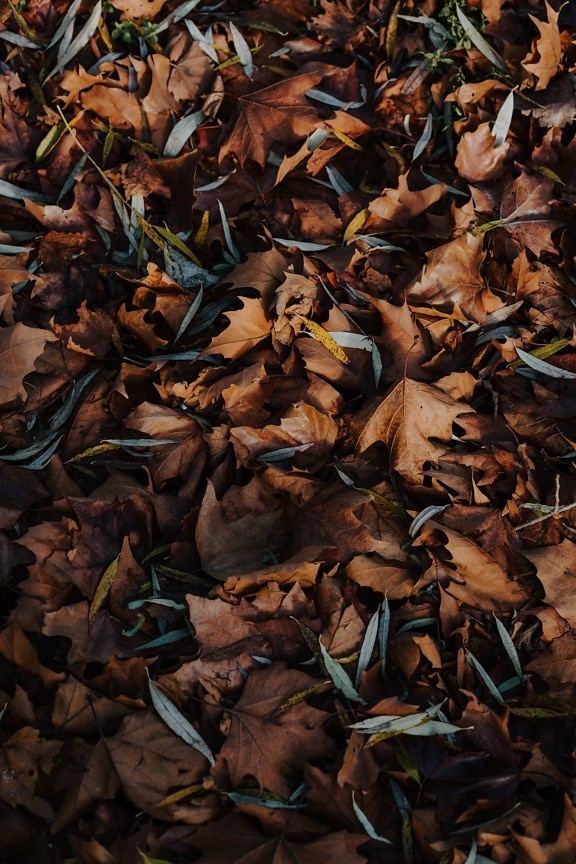 gelbe Blätter, trocken, Boden, Herbstsaison, Blatt, Natur, Textur, Braun, Anlage, Muster