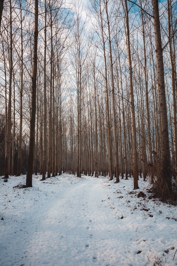 горски път, мразовит, снежна, дървета, топола, сняг, замразени, студено, времето, климат