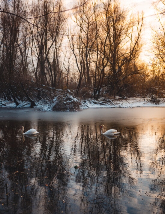 swimming, swan, frozen, channel, dusk, cold, forest, tree, winter, river