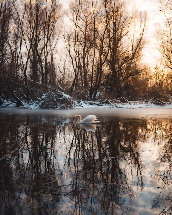 lakeside, frozen, swimming, swan, ice, cold water, nature, river, frost, tree