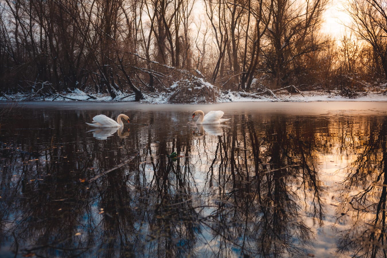 zalazak sunca, labud, veličanstven, jezero, zamrznuto, divljina, priroda, drvo, hladno, snijeg