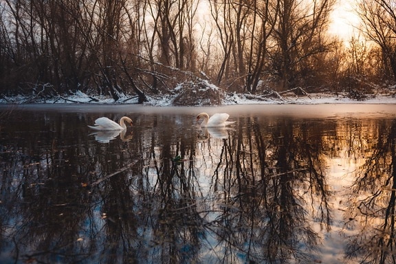 sunset, swan, majestic, lake, frozen, wilderness, nature, tree, cold, snow