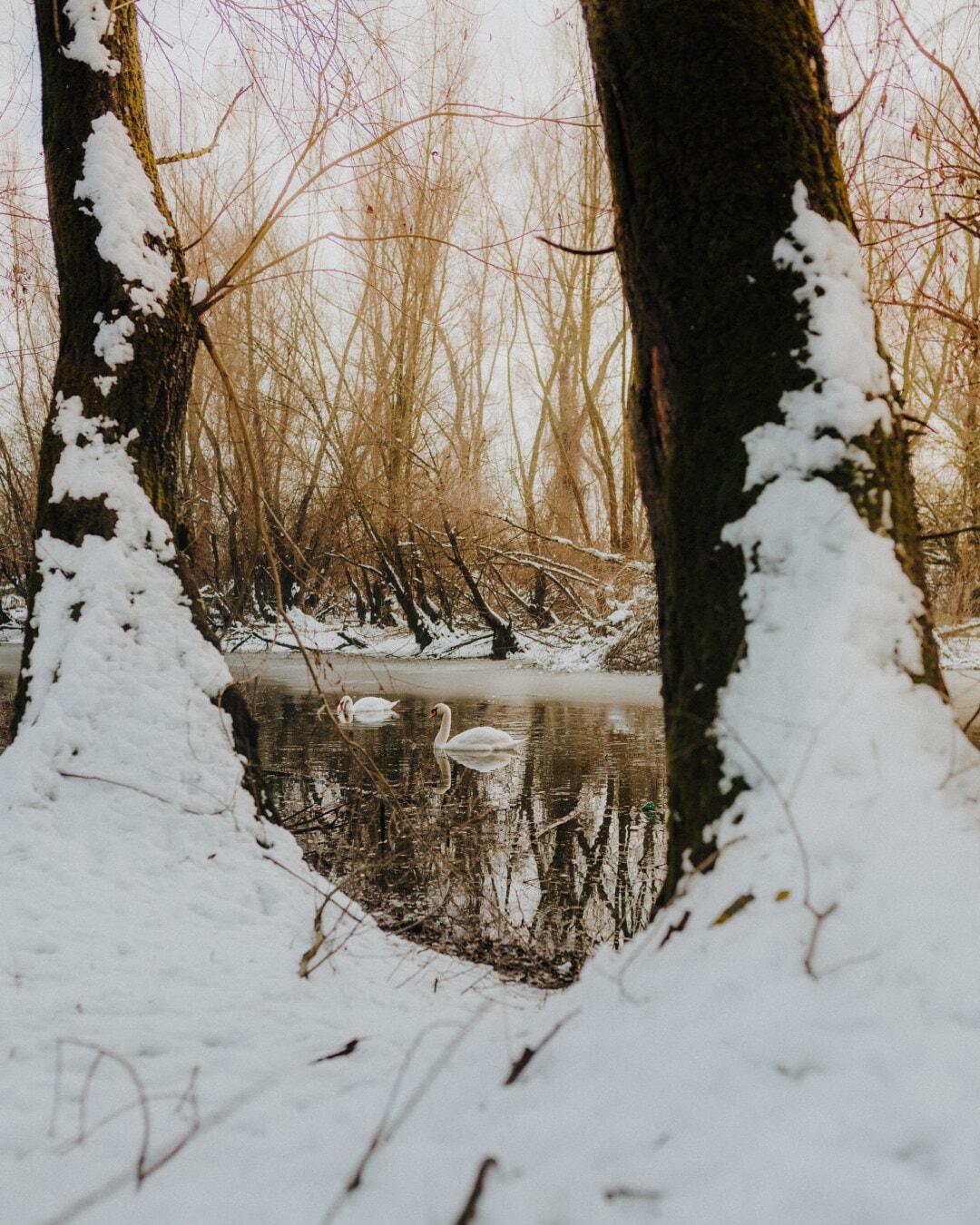 forest, swan, winter, riverbank, freeze, landscape, frost, cold, wood, snow