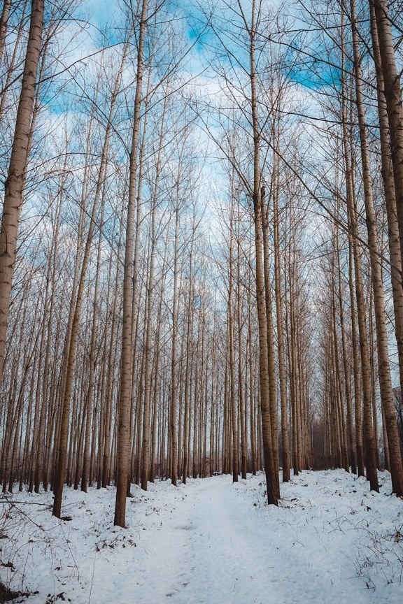 森林, 冬天, 杨树, 树, 雪, 冻结, 木材, 天气, 景观, 雪