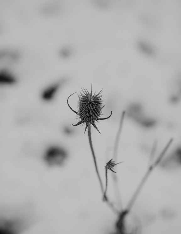 herb, dry, snow, winter, monochrome, black and white, blur, plant, nature, flower
