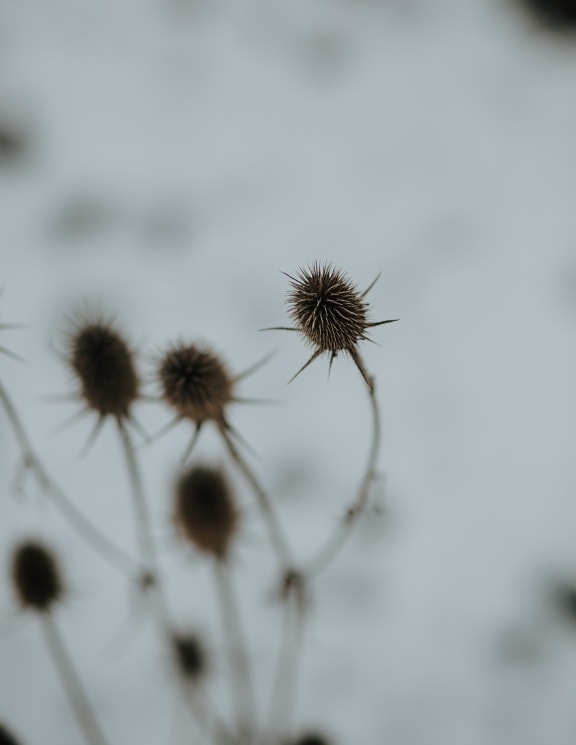 winter, branchlet, dry season, herb, thorn, plant, nature, blur, flora, outdoors