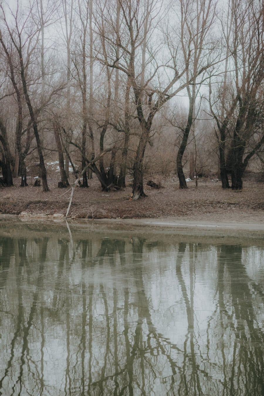 cold water, channel, riverbank, winter, river, lake, swamp, landscape, forest, tree