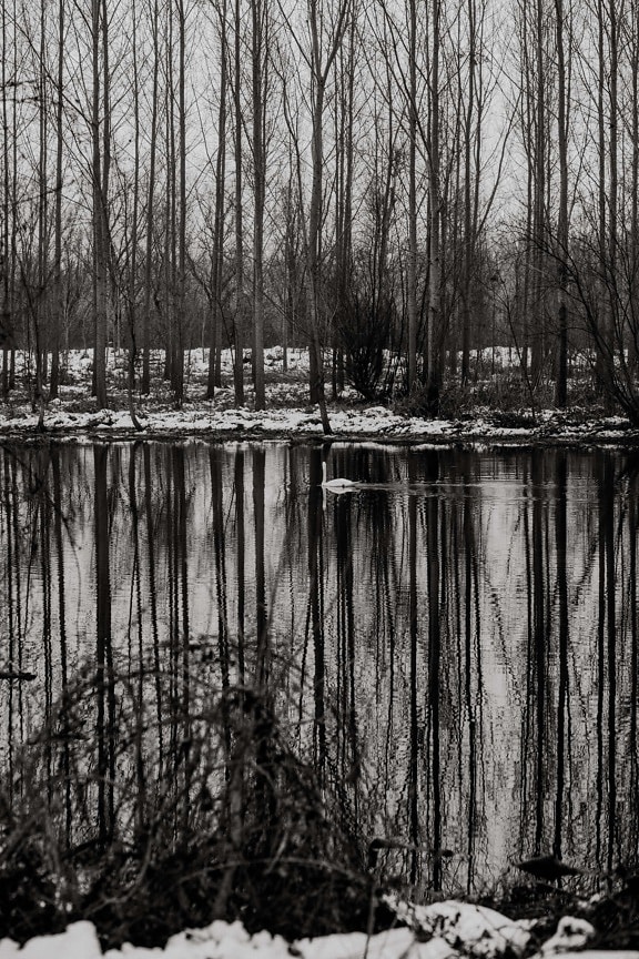 Winter, oever van de rivier, zwart-wit, rivier, reflectie, koud water, boom, bos, moeras, land
