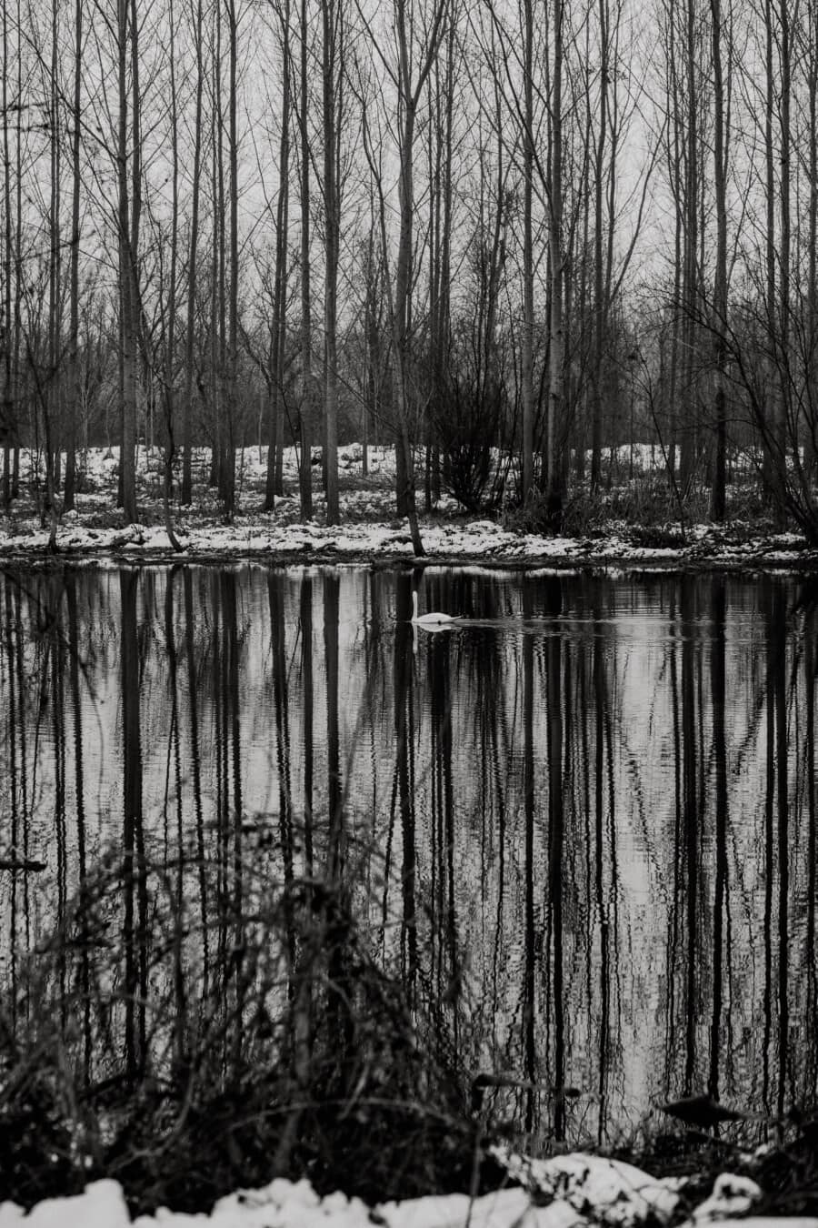winter, riverbank, black and white, river, reflection, cold water, tree, forest, swamp, land