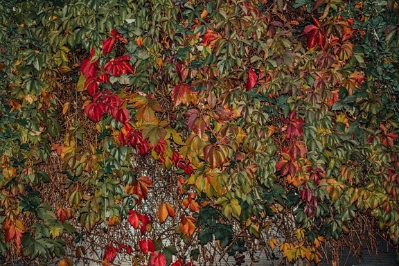 podzim, břečťan, listy, keře, barevné, závod, keř, strom, list, flora