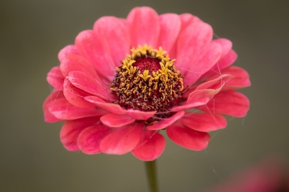 majestic, flower, pink, pollen, close-up, pistil, macro, petals, petal, nature