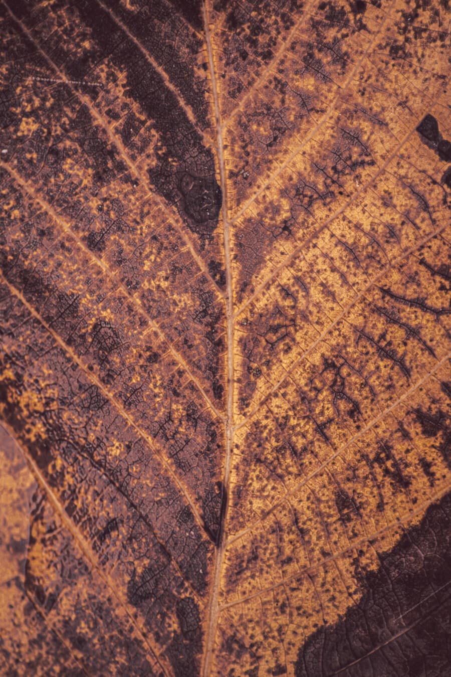leaf, macro, close-up, dry, texture, pattern, upclose, color, brown, surface