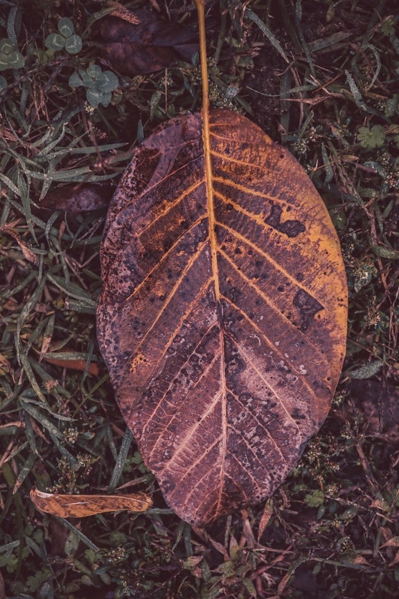 leaf, ground, decomposition, nature, flora, texture, pattern, environment, outdoors, upclose