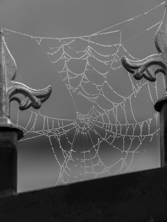 spiderweb, frost, dew, moisture, fence, arrowhead, black and white, cast iron, trap, spider