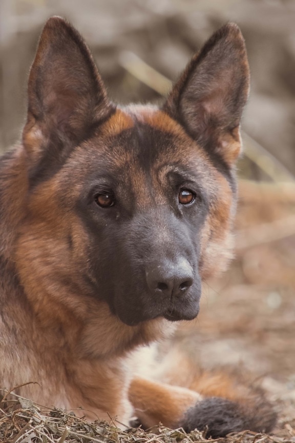 Shepherd dog, pies pasterski, Niemiecki, portret, pies, zwierzętom, psi, oko, ładny, zwierzę
