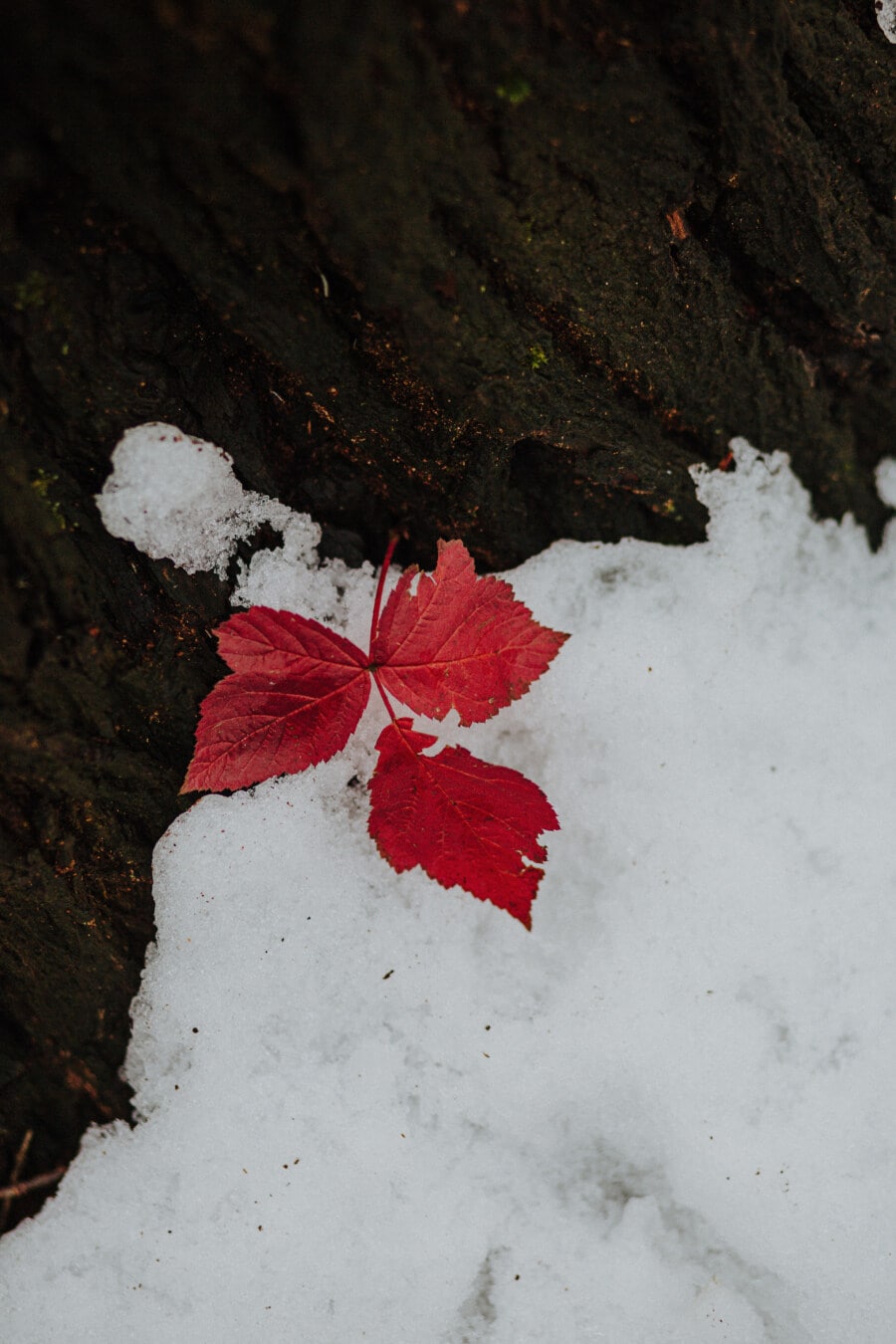 blad, mörk röd, snöig, konsistens, bark, kalla, glasera, fryst, vinter, snö