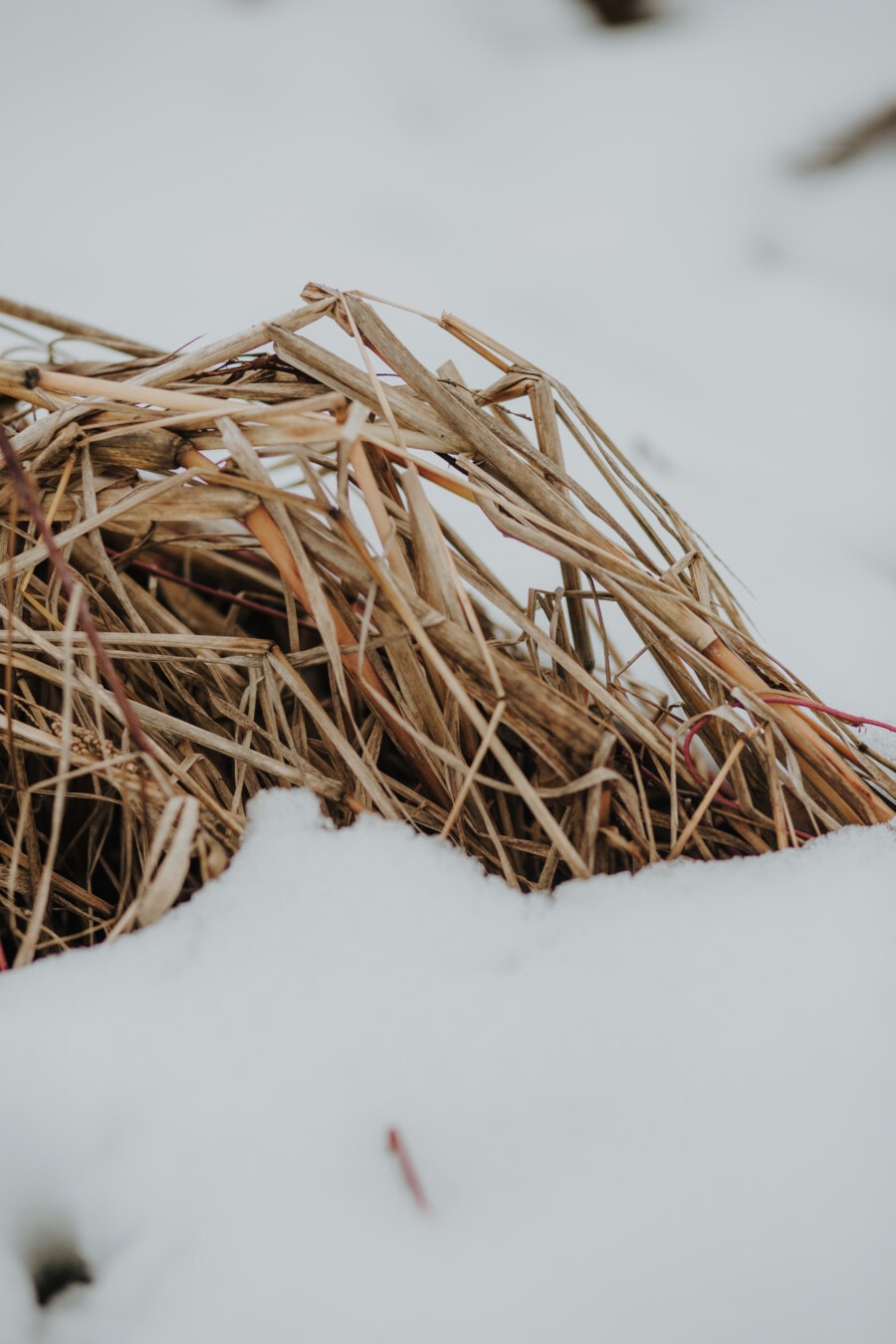 snowy, reed grass, frozen, snow, frost, frosty, reeds, winter, wood, nature