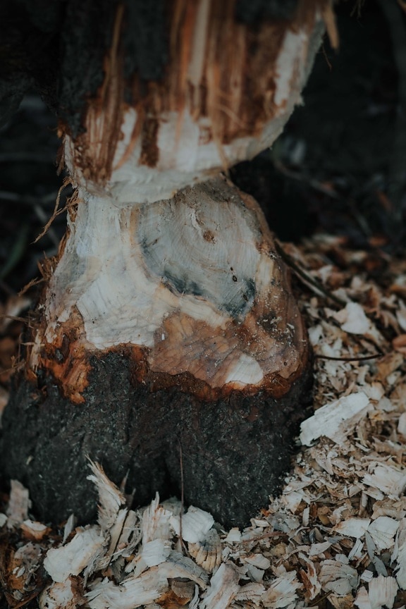 tree, beaver, cutting, danger, firewood, organism, wood, nature, bark, rough