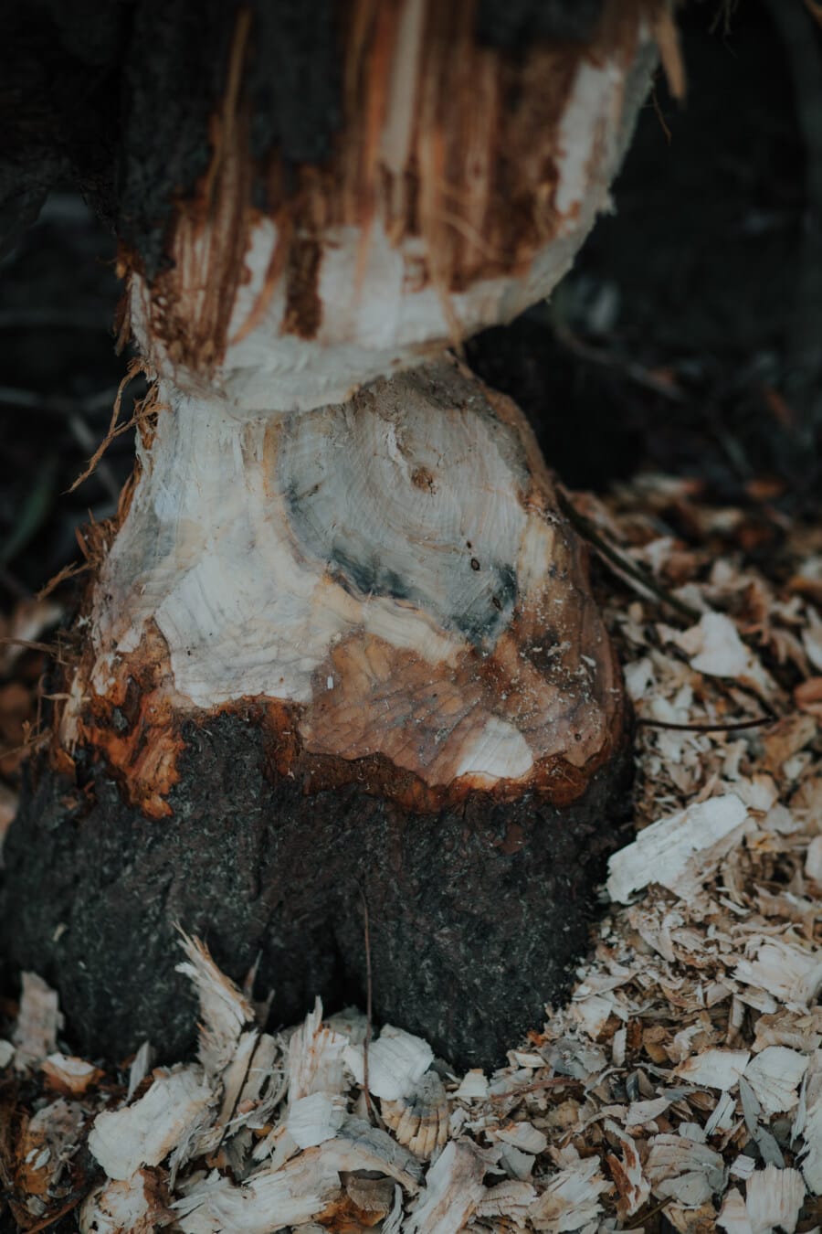arbre, Castor, coupe, risque, bois de chauffage, organisme, bois, nature, écorce, Rough